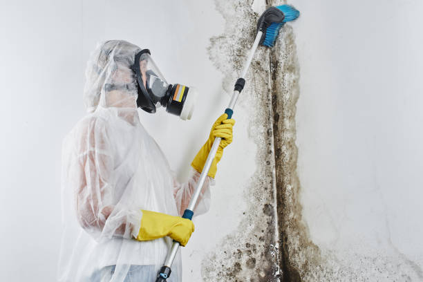 Trusted Homestead Meadows North, TX Mold Remediation Experts
