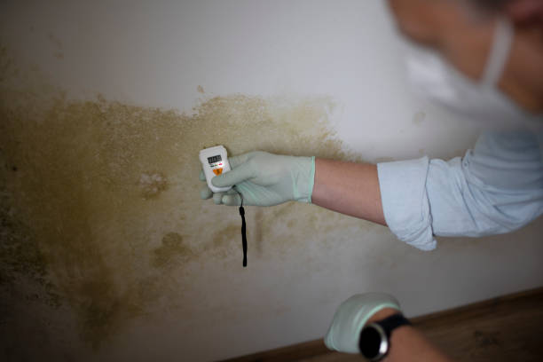 Best Post-Remediation Services in Homestead Meadows North, TX