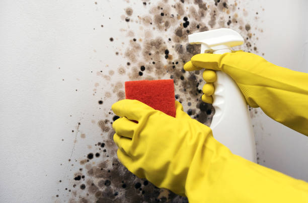 Best Kitchen Mold Remediation in Homestead Meadows North, TX