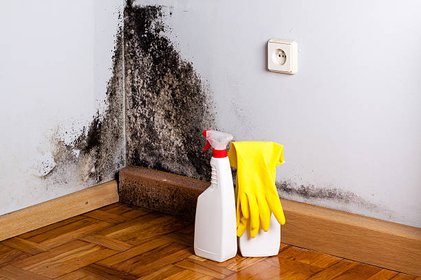 Best Attic Mold Remediation in Homestead Meadows North, TX